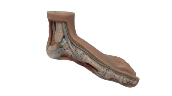 Santulli Orthopedie - de normale voet